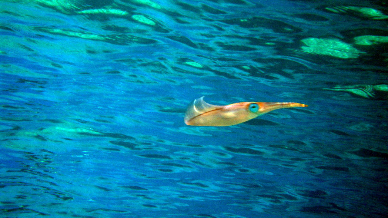 H2O Scuba Diving Center in Rhodes