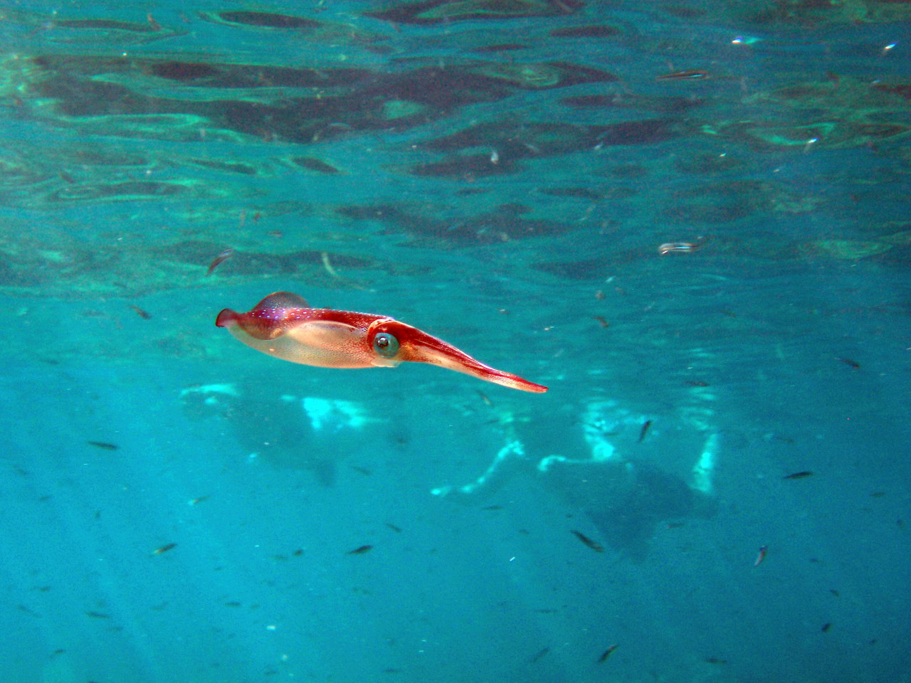 H2O Scuba Diving Center in Rhodes