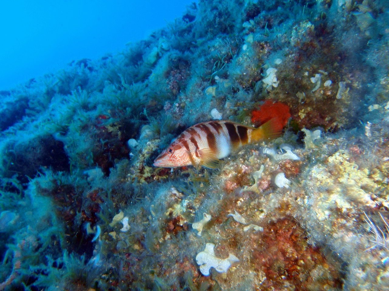 H2O Scuba Diving Center in Rhodes