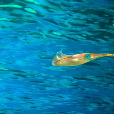 H2O Scuba Diving Center in Rhodes