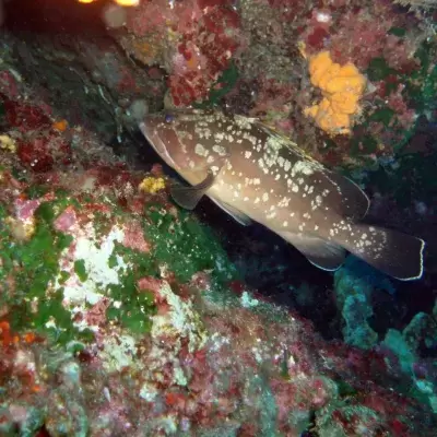 H2O Scuba Diving Center in Rhodes